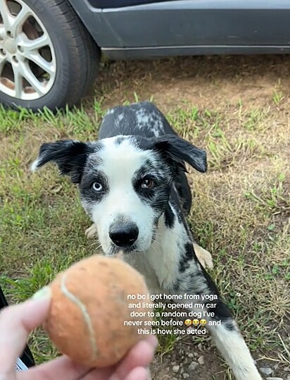 O filhote se aproximou de Violeta para brincar de bolinha com ela.