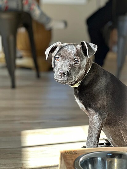  Chibrador. Filhote mistura de chihuahua com labrador.