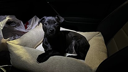  Chibrador. Michael Makowski adotou o cão de um abrigo de animais.