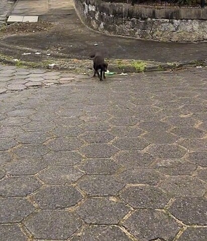 Faísca vem correndo, toda tortinha.