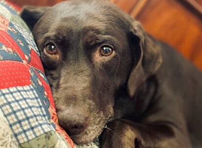 A cachorrinha Lucy.