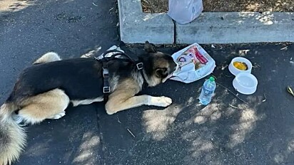 O cão estava faminto e devorou a comida rapidamente.