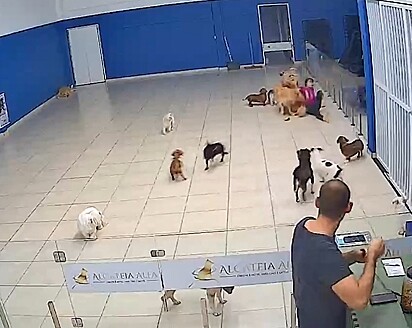 Dois golden retrievers não conseguiram controlar a alegria ao ver a tia.