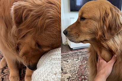 Golden retriever fica inconformado após receber notícia ruim de tutora