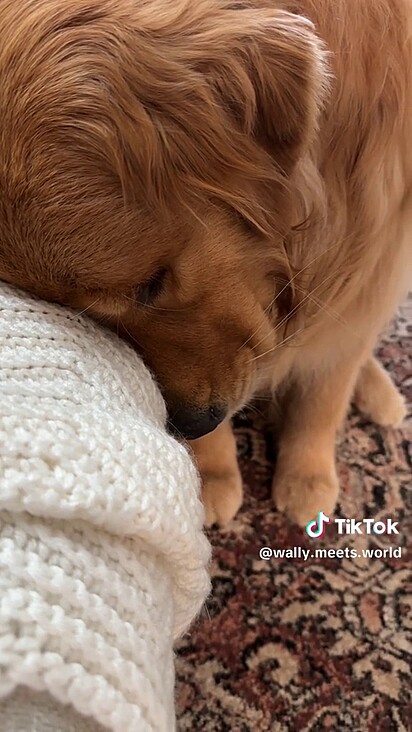 O cão não queria passar 4 noites longe da tutora.