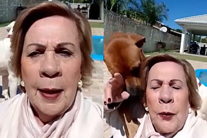 Avó tenta mandar parabéns para neta, mas seu cão caramelo tinha outros planos e vídeo caótico viraliza.