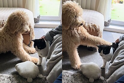 Mulher não conseguiu acreditar no que seu cão goldendoodle fez ao conhecer um gato pela primeira vez.