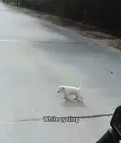 O homem encontrou o filhote vagando em uma estrada deserta.