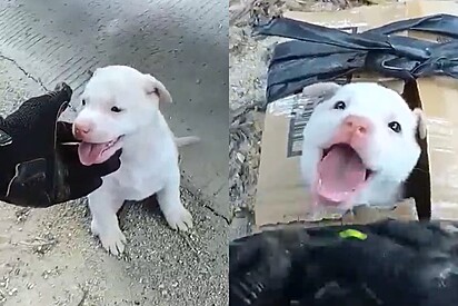 Cachorrinho sorri enquanto motociclista o coloca em caixa, amarrada com fita, e final surpreende internautas.