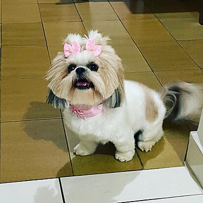 Lily é uma cachorrinha muito estilosa.