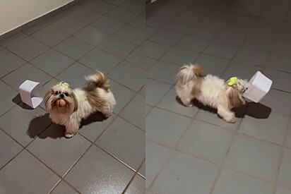 Cachorra Shih-tzu inventa jogo de bola no pote e criatividade chama a atenção.