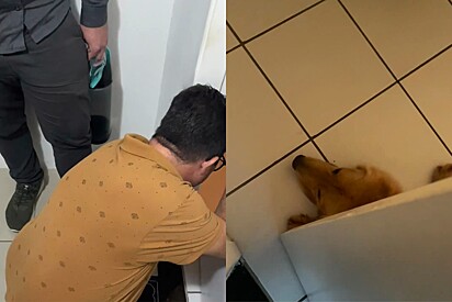 Golden impede tutores de entrarem em casa após eles saírem passear sem levá-lo junto.