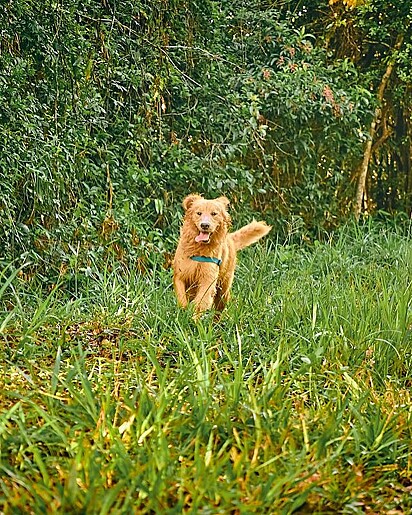 Smash adora uma aventura em família.