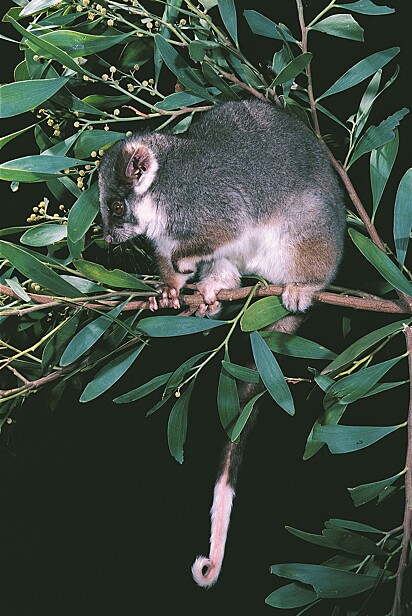 Foto ilustrativa de um gambá de cauda anelada.