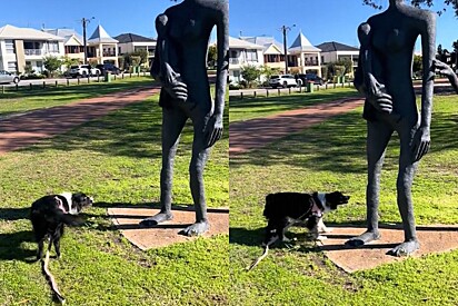 Border collie não consegue entender porque estátuas em formato humano não interagem com ela.