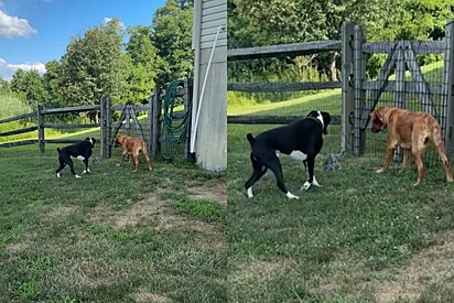 Mulher ouve seus cachorros latindo sem parar e encontra alguém minúsculo na grama.