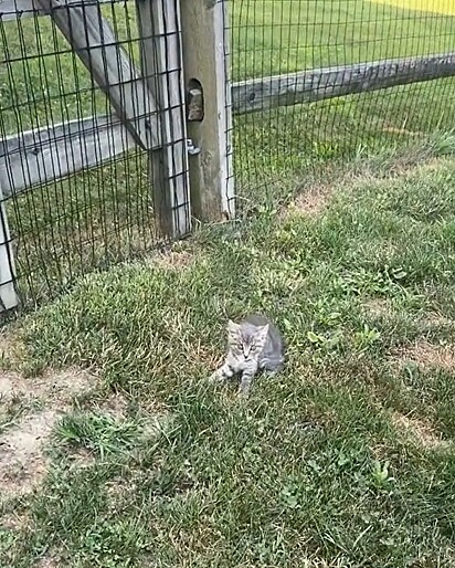 Shelly Lisi encontrou um gatinho no seu quintal.