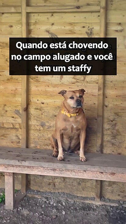 A cachorrinha prefere ficar na zona de conforto.