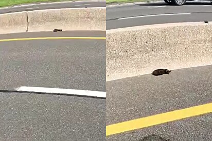 Motoristas avistam pequena bola de pelos encostada na barreira de concreto, e decidem agir.