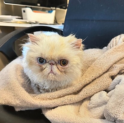 O gatinho está prosperando a cada dia.