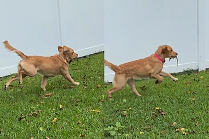 Era um dia de sol tranquilo até tutor ver seu golden correndo com um animal verde na boca.