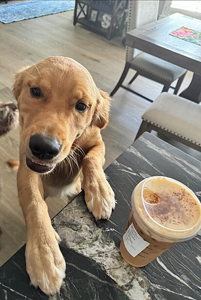 Rylee, uma golden retriever filhote e sorridente.