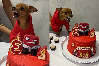 Conheça Frederico, o cão pinsher que ganhou festa de aniversário inspirada na sua principal emoção.