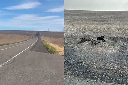 Motorista dirigia tranquilamente até que encontrou três bebês precisando de ajuda.