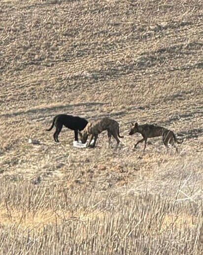 Os cães estavam muito magros e assustados.