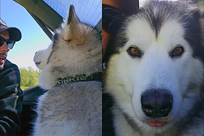 Ila é chamada de Miss Malamute do Ártico pelo tutor.