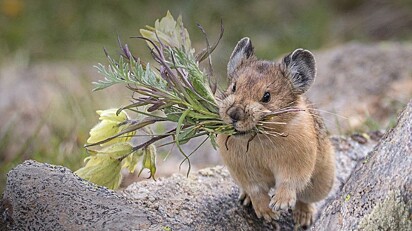 Foto ilustrativa de um pika americano.