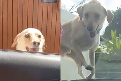 Cachorrinho vira-lata tem a melhor ideia para forçar tutora a levar ele junto no carro.