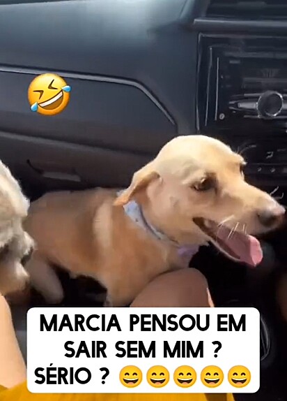 O vira-latinha conseguiu pular no carro.