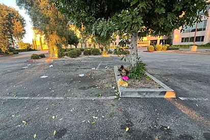 Cachorrinha abandonada com todos os seus pertences ainda tem esperança que família volte.