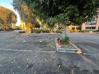 A cadela havia sido abandonada com todos os seus pertences.