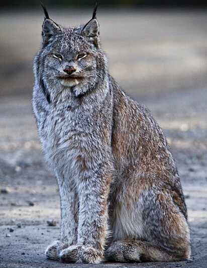 O lince do Canadá parece usar pantufas. 