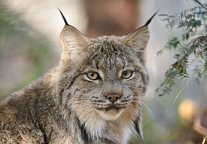 O lince do Canadá é copnhecido pelos tufos de orelha longos e pretos.