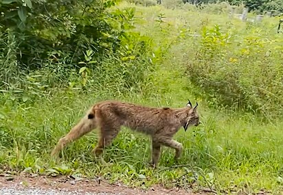 O comportamento calmo é normal para um lince em busca de novo território.