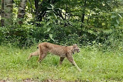 Homem dirigia tranquilamente por estrada, até se deparar com o gato mais lindo