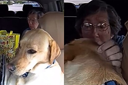 Motorista de Uber viraliza ao compartilhar reações de passageiros ao seu copiloto, um cachorro.