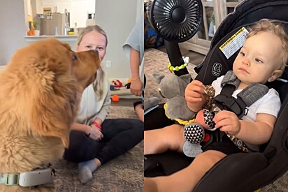 Tudo estava calmo em sala, até que cão golden retriever começa a latir para bebê.