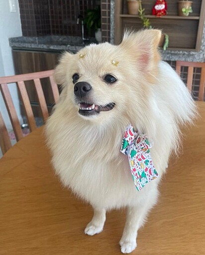 Mayse é uma spitz de 2 anos.