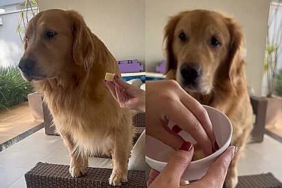 Golden de 45 KG não aceita comer banana sem leite ninho e vídeo viraliza.