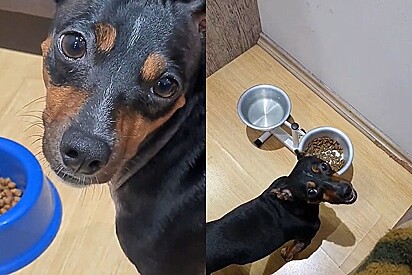 Cachorrinho com mania estranha exige que tutor faça breve teatro antes dele comer 