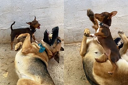 Durante brincadeira, pinscher leva “fatality” de pastor alemão e deixa internautas em gargalhadas.