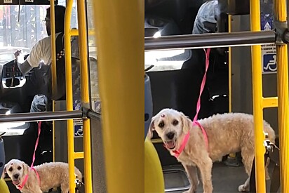 Motivo que faz motorista de ônibus levar sua cachorrinha para o trabalho, emociona.