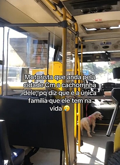 A cachorrinha acompanha o tutor no trabalho.