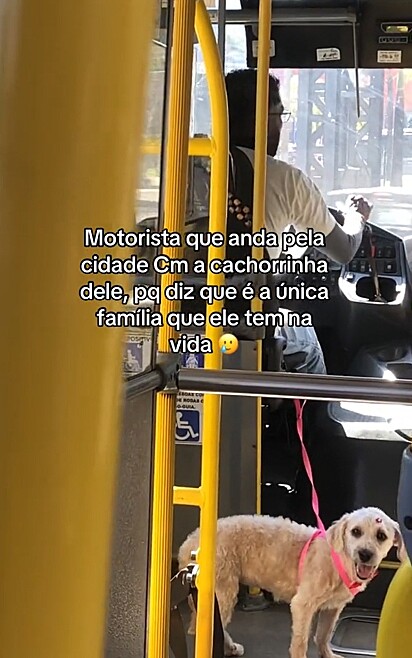 A cachorrinha ama andar de ônibus com o tutor.