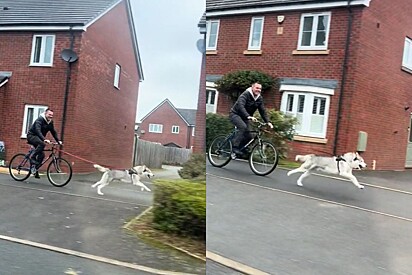 Husky puxa o dono a todo vapor na bicicleta e alegria do cão encanta