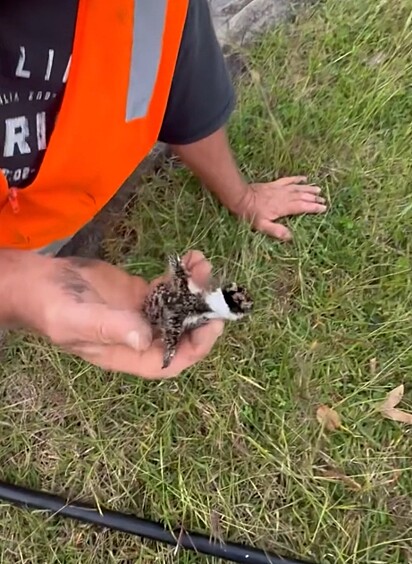 O abibe mascarado foi resgatado e levado para uma área segura de grama.